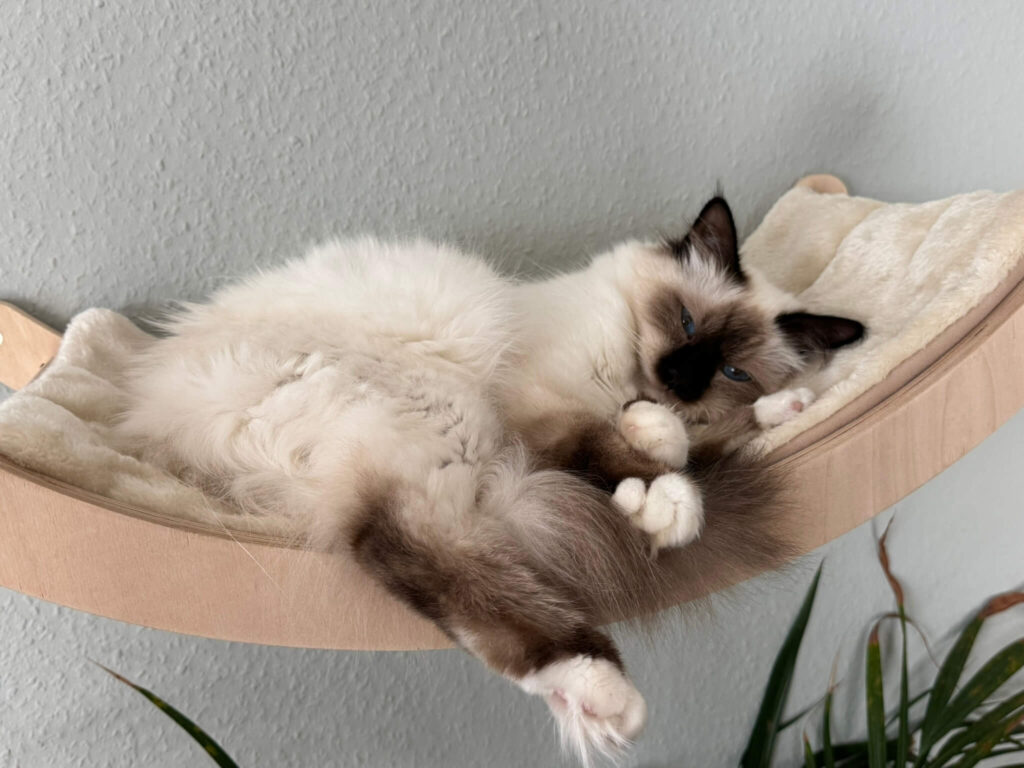 Guillermo Johnnatarie Zuchtkater auf seinem Schlafplatz