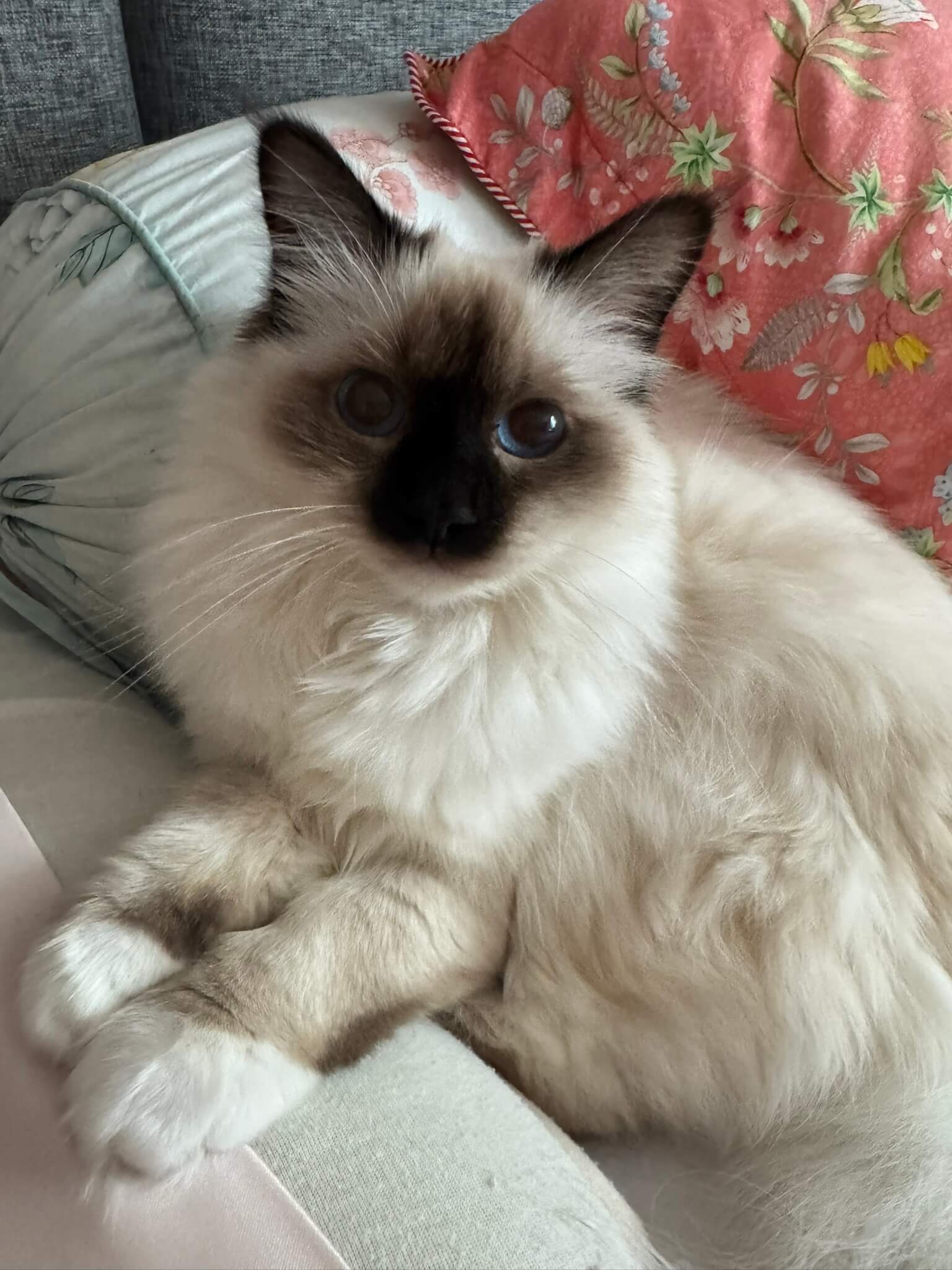 Mondgarten's Heilige Birma Kater