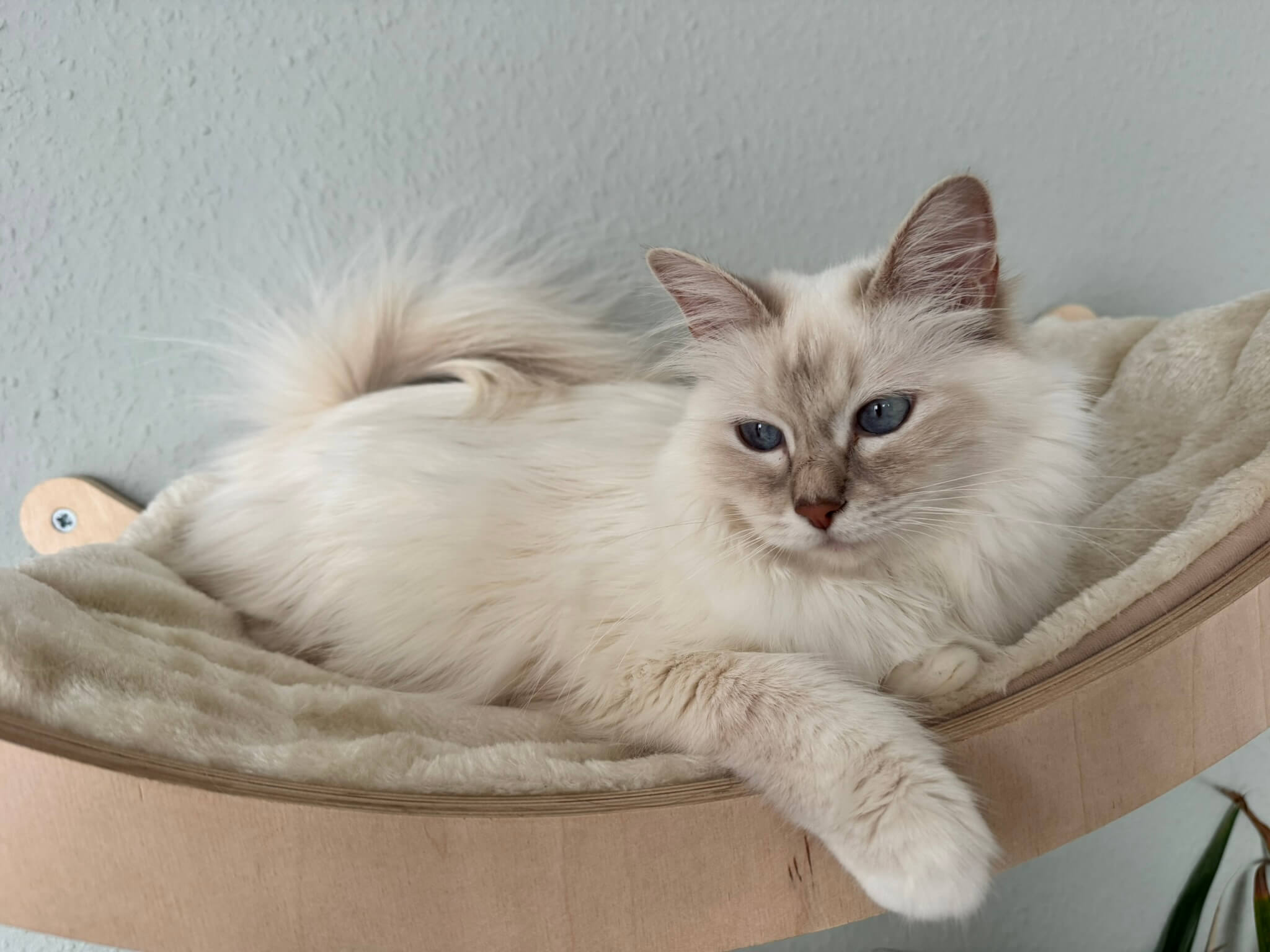 Mondgarten's Heilige Birma Züchter -Zuchtkatze