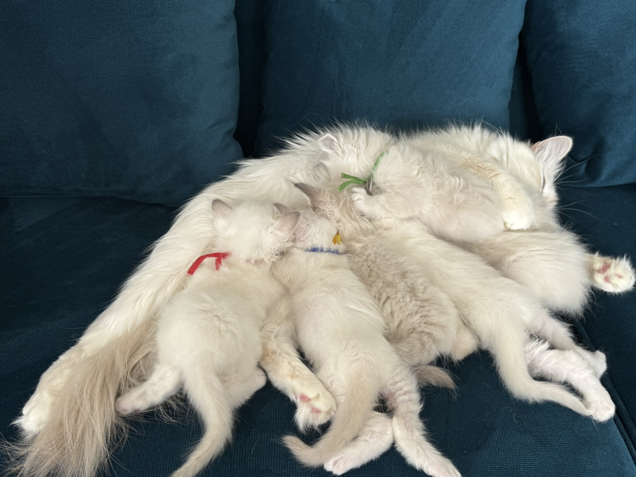 Heilige Birma Kitten, Wurf A